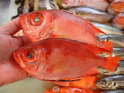 チカメキントキ　五島列島の魚　未利用魚