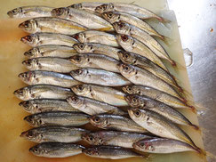 マアジ　大船渡　未利用魚