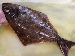 オヒョウ　羅臼　未利用魚