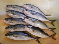 ワカシ　大船渡　未利用魚