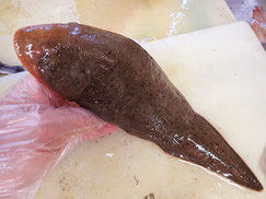 クロウシノシタ　大船渡　未利用魚