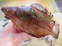 ソウハチガレイ　大船渡　未利用魚