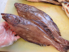 カラスガレイ　知床　羅臼　未利用魚