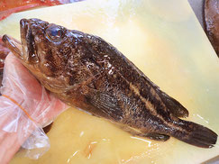 シマゾイ　羅臼　未利用魚