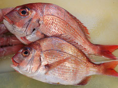 真鯛　伊勢湾　天然地魚