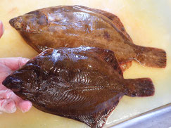 クロガシラガレイ　羅臼　未利用魚