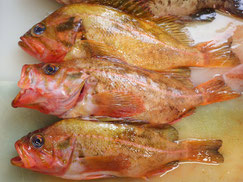 ヤナギノマイ　羅臼　未利用魚