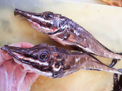 ハッカク　羅臼　高級魚　寿司