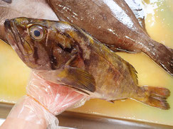 アオゾイ　知床　羅臼　未利用魚