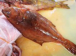 マガレイ　知床　羅臼　未利用魚