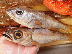 クロムツ　五島列島の魚　未利用魚