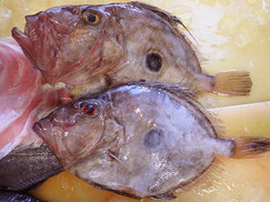 マトウダイ　大船渡　未利用魚