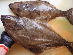 オヒョウ　羅臼　未利用魚