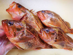 ヤナギノマイ　羅臼　高級魚　寿司