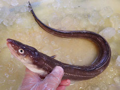 マアナゴ　大船渡　未利用魚