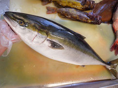 ぶり　高級魚　出前
