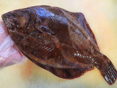 クロガシラガレイ　羅臼　未利用魚
