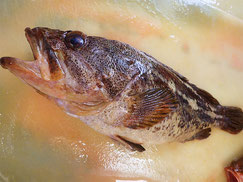 シマゾイ　羅臼　未利用魚