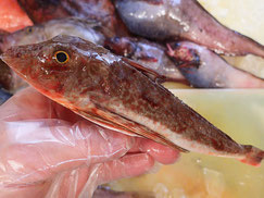 ホウボウ　大船渡　未利用魚