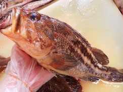 シマゾイ　高級魚　出前