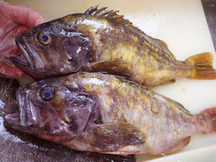 アオゾイ　羅臼　未利用魚