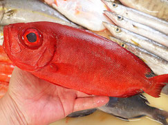 未利用魚　五島列島　ホウセキキントキ