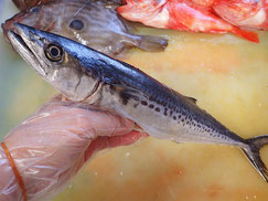 サゴシ　五島列島の魚　未利用魚