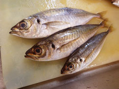 アオアジ　大船渡　未利用魚