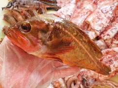 ヤナギノマイ　羅臼　未利用魚