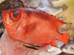 チカメキントキ　大船渡　未利用魚