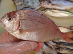チダイ　大船渡　未利用魚
