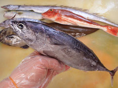 ヒラソウダ　大船渡　未利用魚