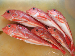 カナガシラ　大船渡　未利用魚