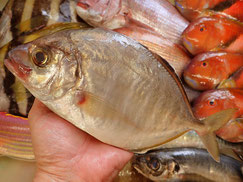 カイワリ　五島列島の魚　未利用魚