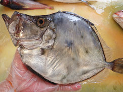 カガミダイ　大船渡　未利用魚
