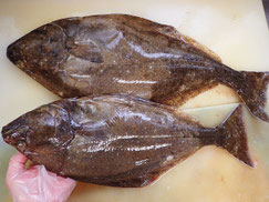 オヒョウ　高級寿司　出前