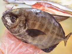 オキアジ　大船渡　未利用魚