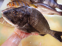クロダイ　五島列島の魚　未利用魚