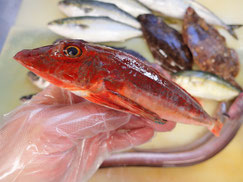 ホウボウ　高級寿司　出前