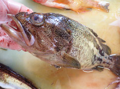 シマゾイ　羅臼　未利用魚