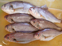 イシモチ　大船渡　未利用魚