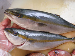 ワラサ　五島列島の魚　未利用魚