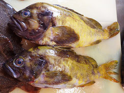 アオゾイ　羅臼　未利用魚