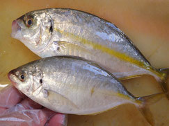 シマアジ　大船渡　未利用魚