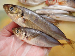 アオアジ　大船渡　未利用魚