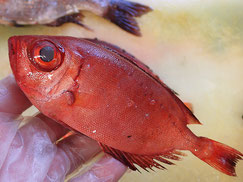 ホウセキキントキ　大船渡　未利用魚