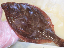 イシガレイ　大船渡　未利用魚
