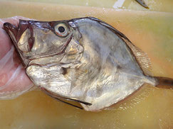 カガミダイ　大船渡　未利用魚