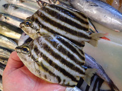 カゴカキダイの寿司　美味しいお寿司　出前