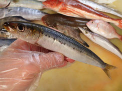 マイワシ　大船渡　未利用魚